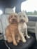 create authentic pet ugc videos for your brand