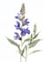 make paint watercolour botanical illustrations