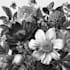 do botanical illustrations in pen and ink