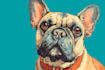 draw pet portrait, vector portrait, animal illustration