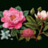 illustrate best botanical illustration