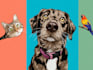 draw your dog or any pets into cartoon