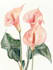 make paint watercolour botanical illustrations