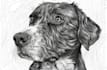draw convert your pet image into outlines and line art