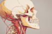 create medical illustration and diagram