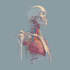 create professional medical and anatomical illustrations