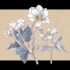 draw vector botanical illustrations of plants