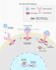 make scientific illustrations and diagrams