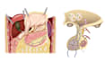 create detailed medical and anatomical illustrations