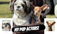 create pet ugc for your dog products or services