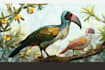 illustrate any bird you want