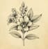 design a custom botanical logo