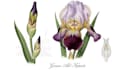 illustrate best botanical illustration
