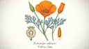 do a botanical illustration