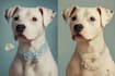 turn your pet into a cute disney style artwork