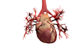 3d accurate anatomy models