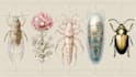 make medical and scientific illustrations