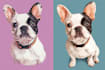 turn your pet into a magical disney character