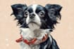 design cute disney style pet avatar