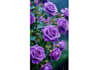 create realistic 3d flower animation, 3d plant video, 3d tree, cgi animation
