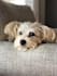 create high converting pet ugc ads with my 3 dogs