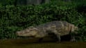 create realistic 3d animal animation, creature modeling, rigging and fur