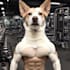 create custom dog images