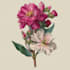 hand draw botanical illustrations