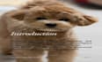 write veterinary animal care guides, manuals and sops