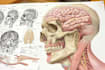 create accurate medical, anatomy, surgical illustrations