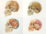 draw detailed medical illustrations