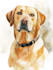 draw a cute pet, cat, dog portrait