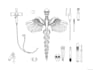 draw detailed medical illustrations