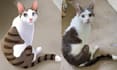 draw your pet into a disney illustration