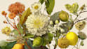 design best botanical illustration