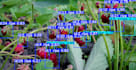 do face recognition, object detection, and segmentation