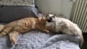 create video ugc with my 2 cats