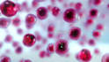 3d medical animation for anatomy, immunotherapy and healthcare explainer videos