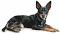 paint a portrait for your pet, any animal