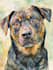 create an epic pet portrait dog portrait cat potrait