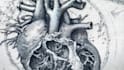 draw detailed medical illustrations