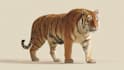 create realistic vector animal and birds