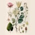 illustrate best botanical illustration