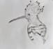 draw custom wildlife illustrations for technical merchandise