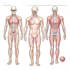 do medical and scientific illustrations