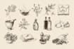 craft vintage style botanical food illustrations