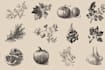 design botanical food illustrations in vector or digital