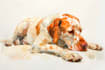 draw watercolor pet portrait
