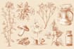 provide scientific style botanical food illustrations