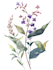 draw botanical illustrations of flowers